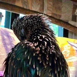 Meet your Posher, Carrie